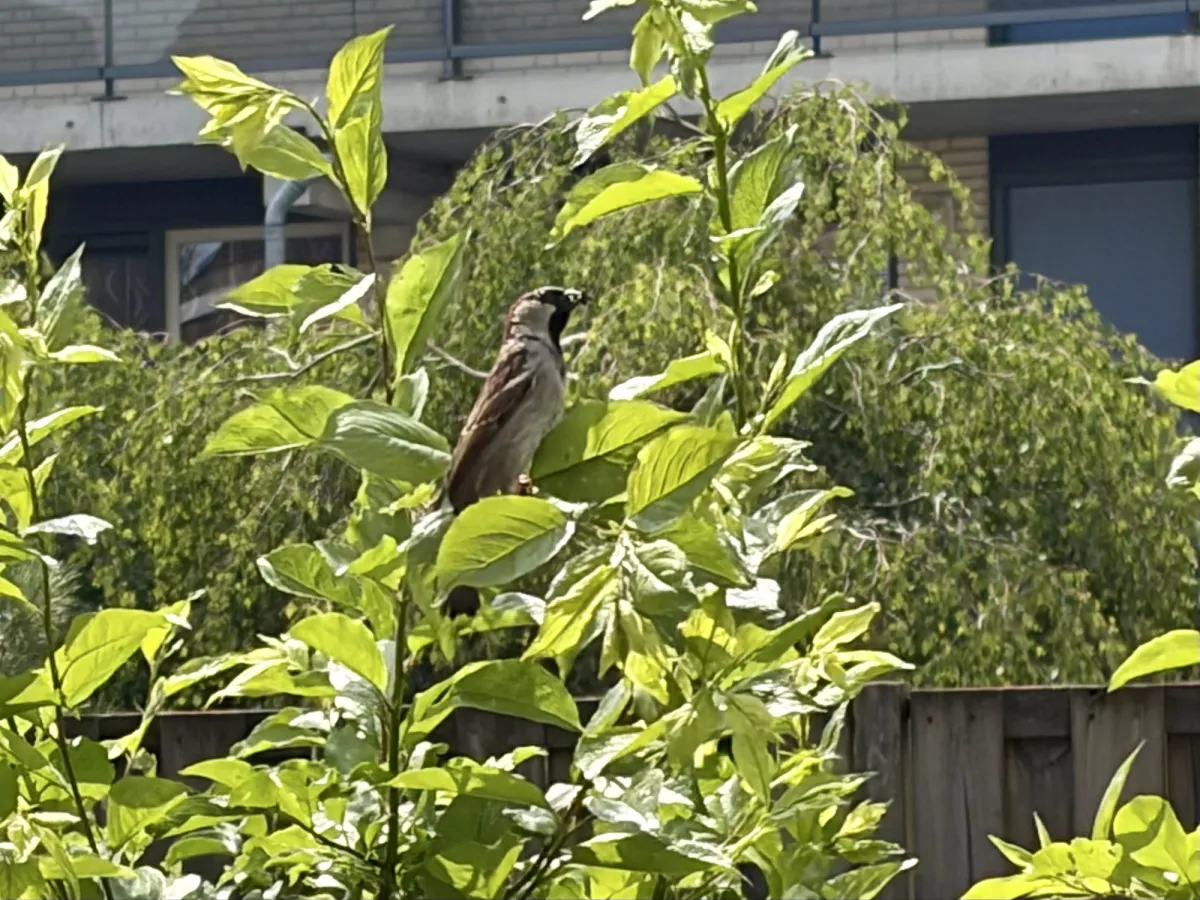 Spotted House Sparrow
