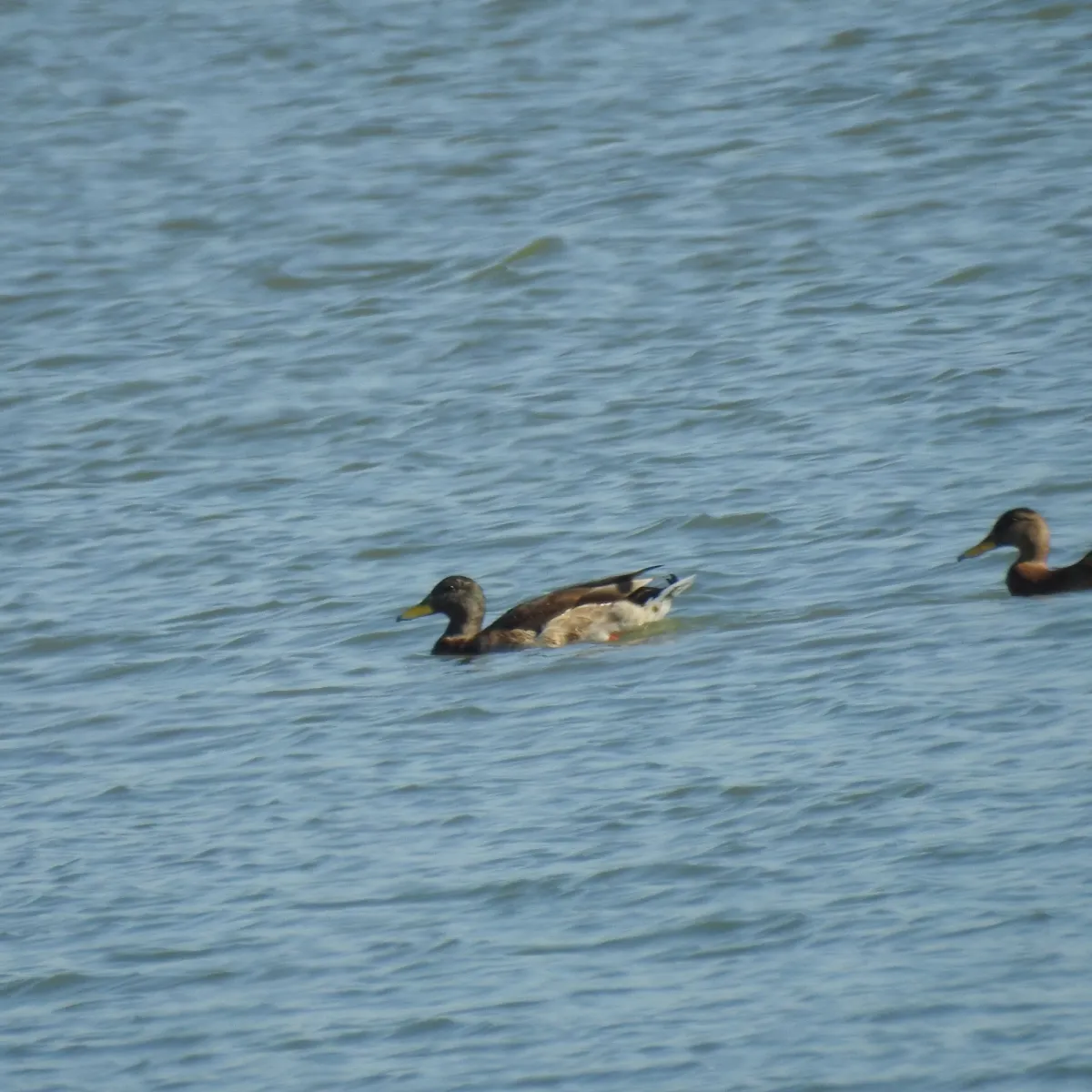 Spotted Mallard