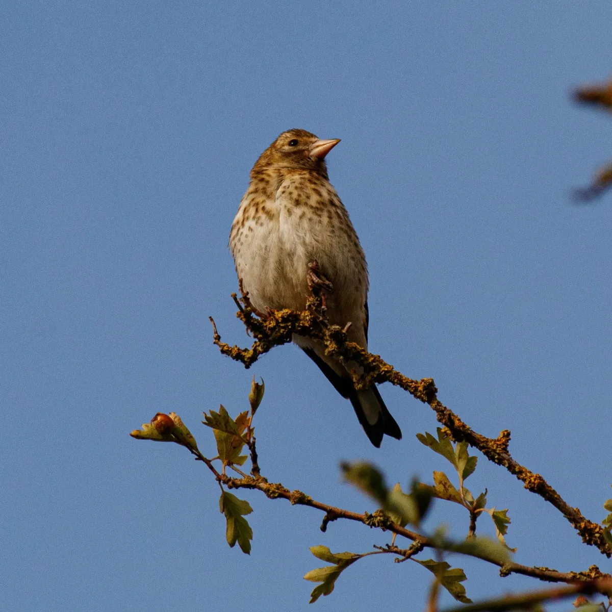 Spotted Eurasian Linnet
