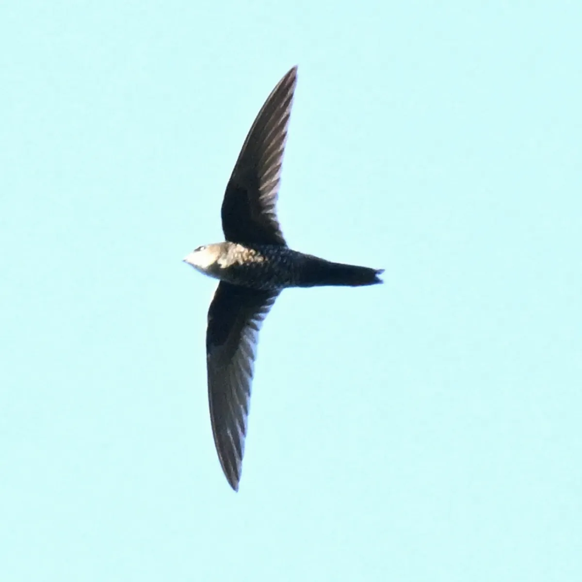 Spotted Cook's Swift