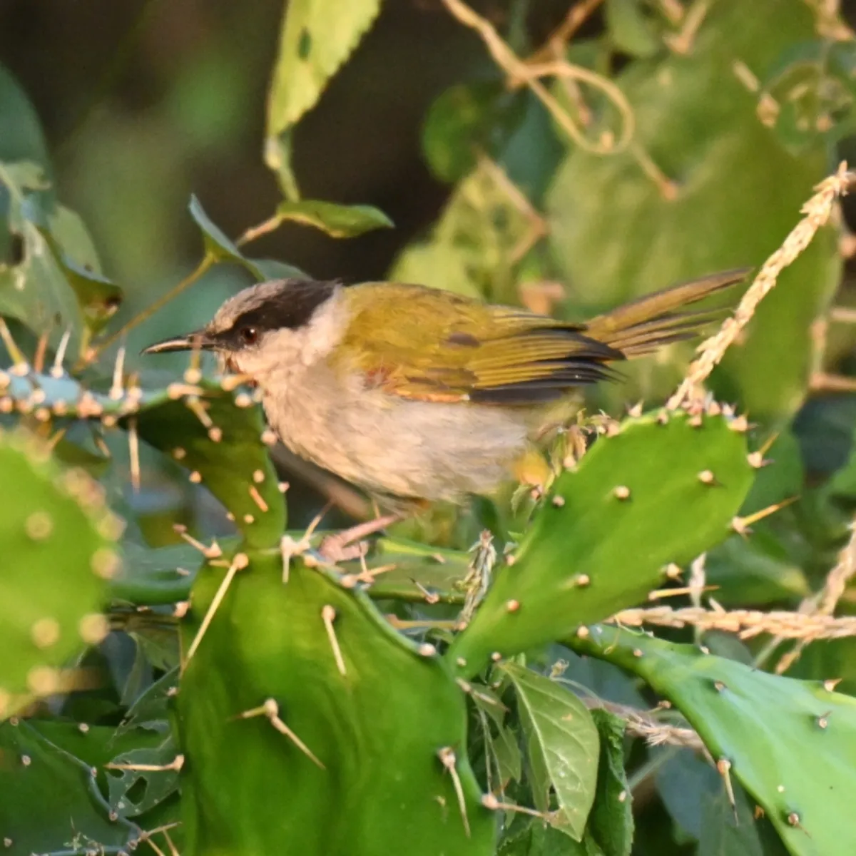 Spotted Gray-capped Warbler