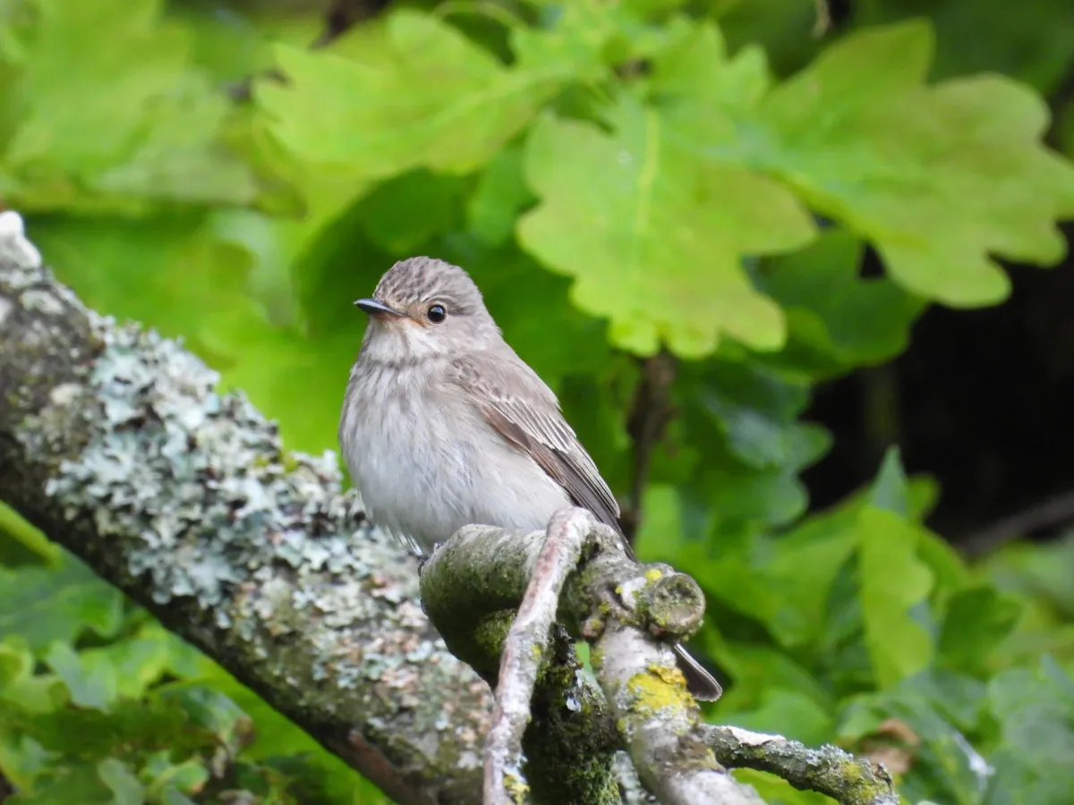 Spotted Spotted Flycatcher
