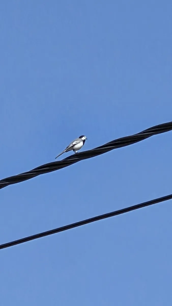 Gespotte Witte kwikstaart