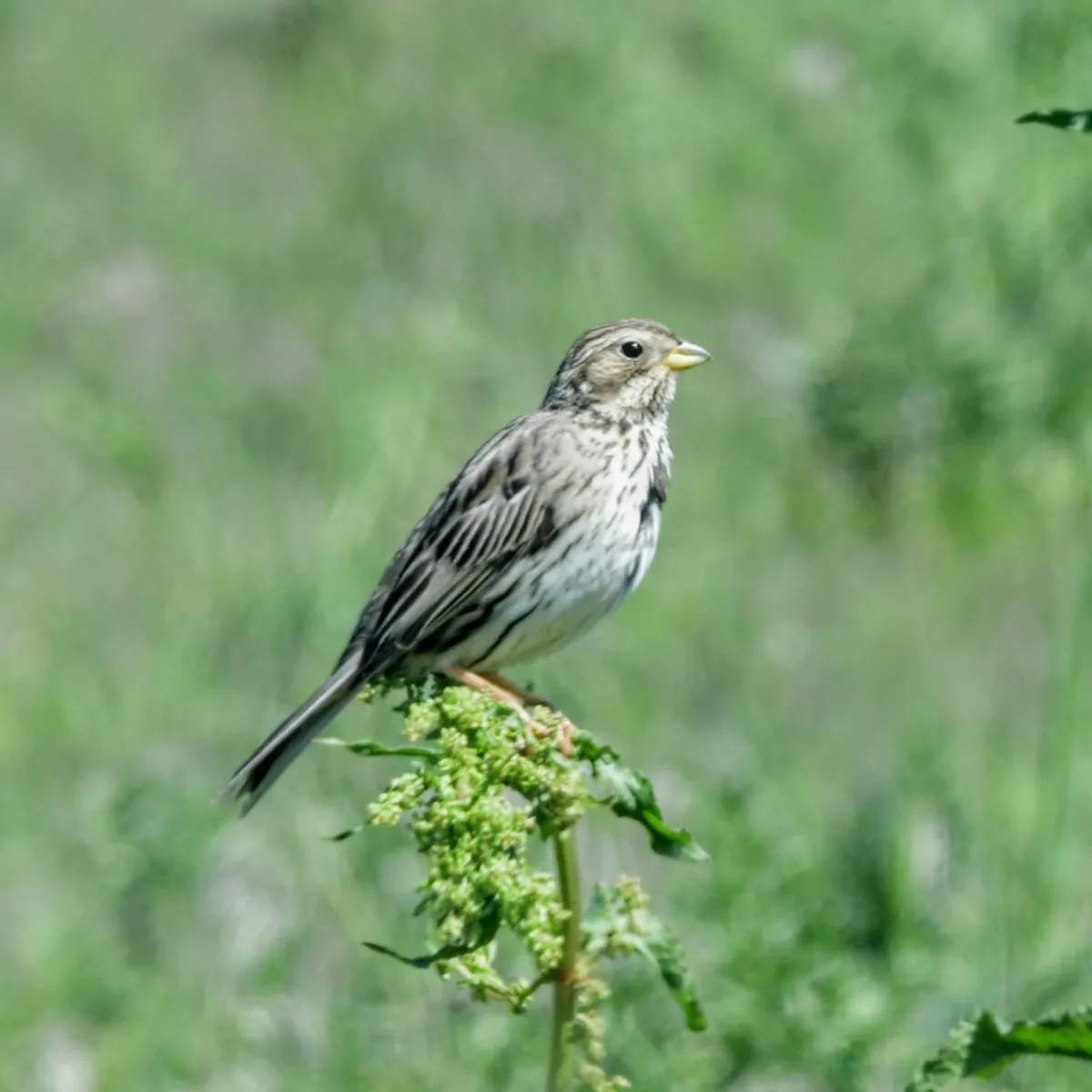 Spotted Corn Bunting