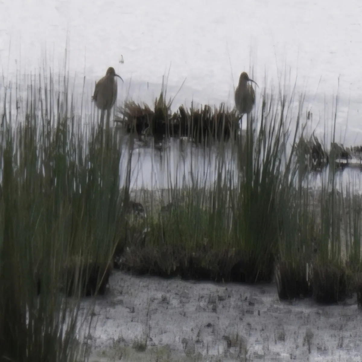 Spotted Eurasian Curlew