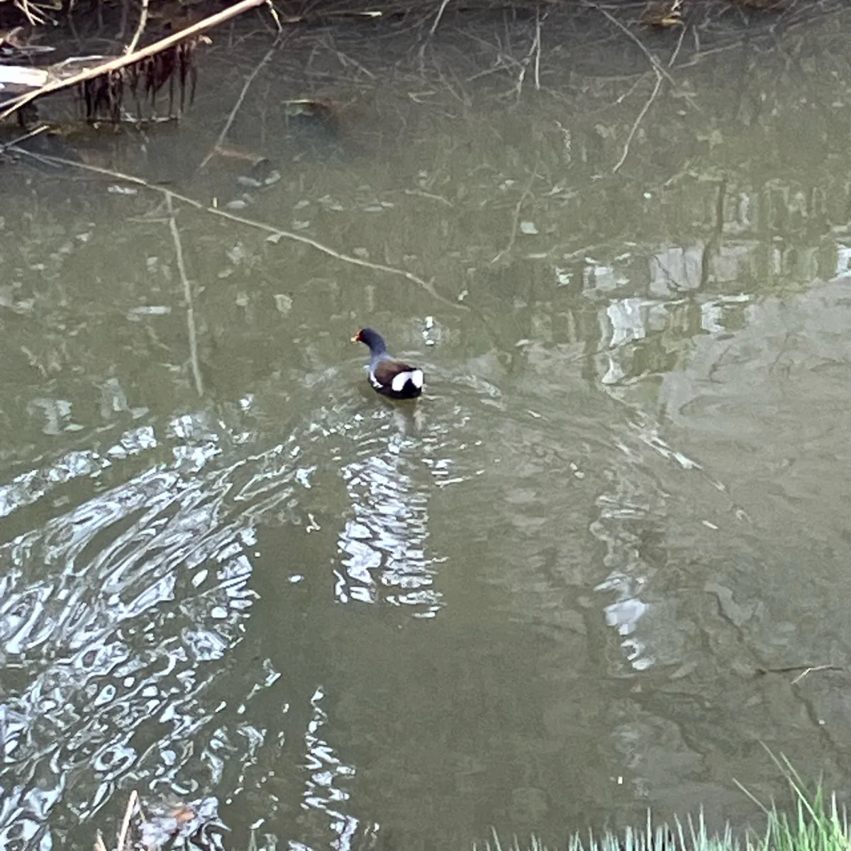 Spotted Eurasian Moorhen