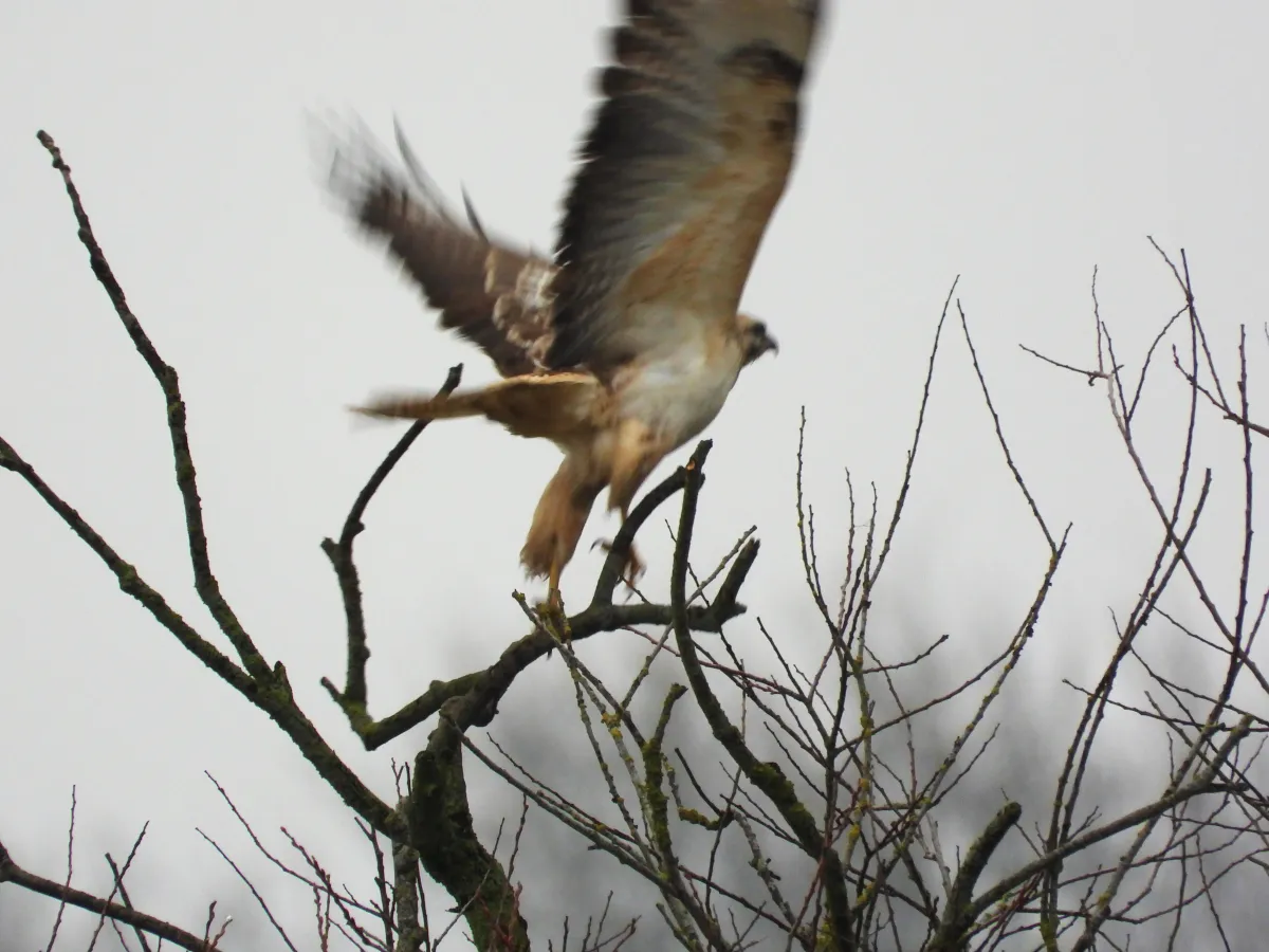 Gespotte Buizerd