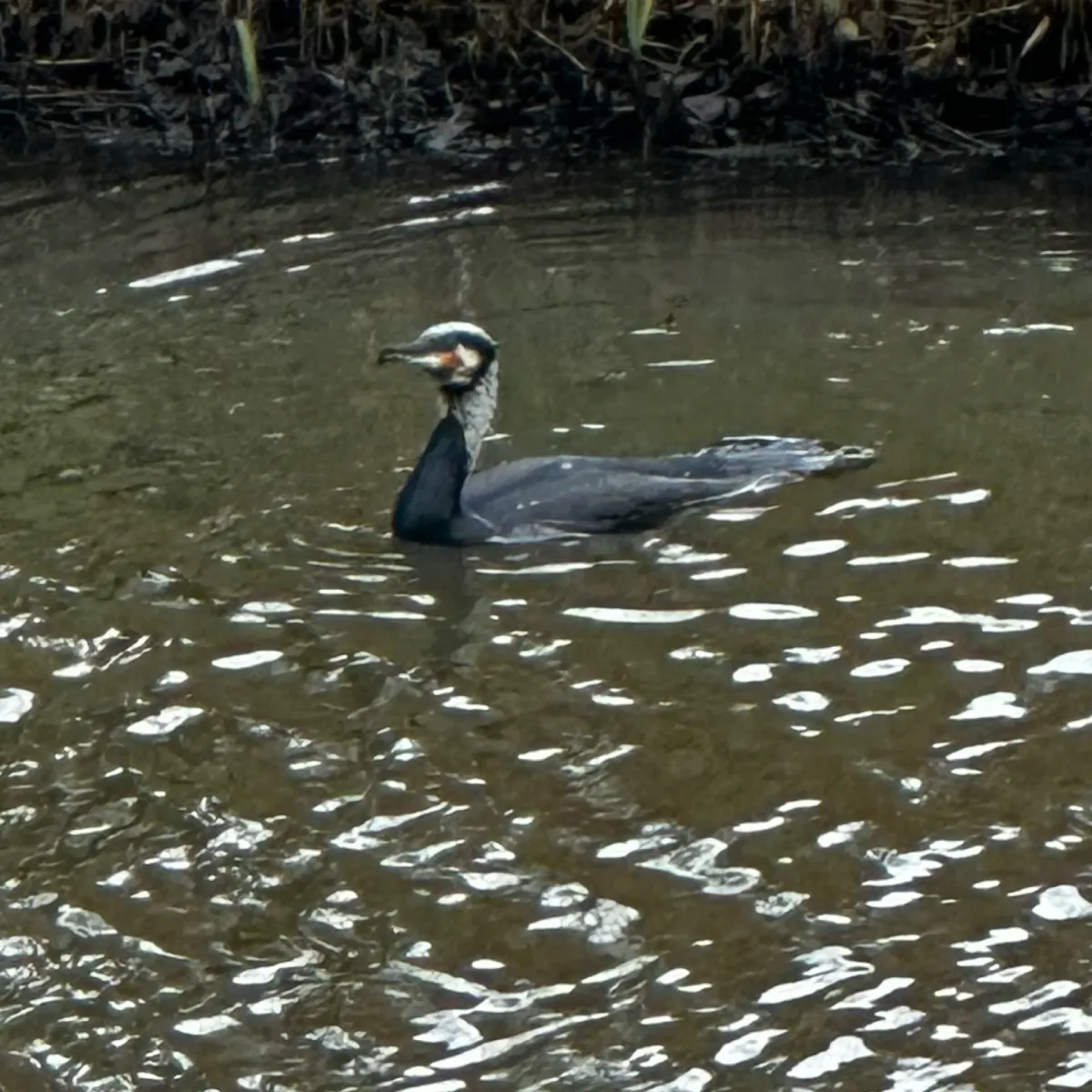 Gespotte Aalscholver