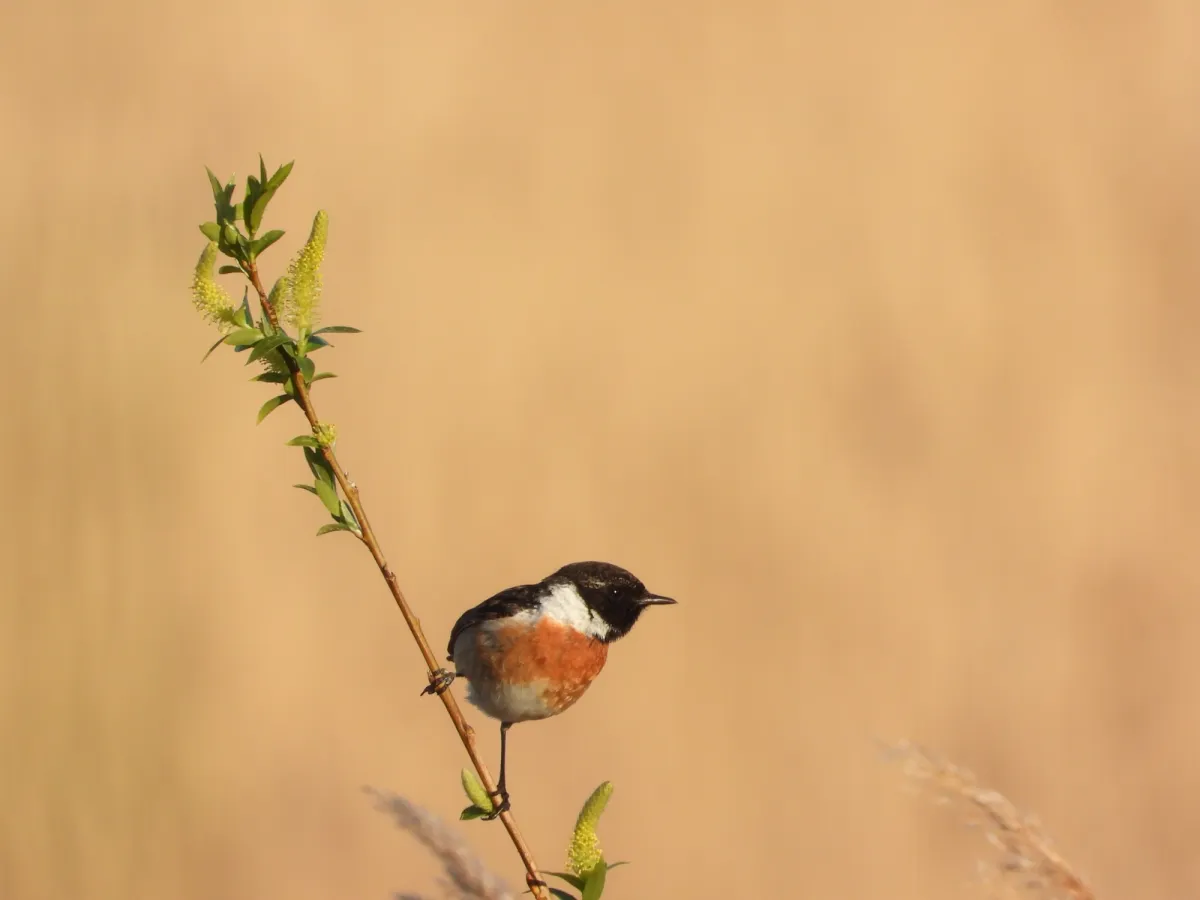 Gespotte Roodborsttapuit