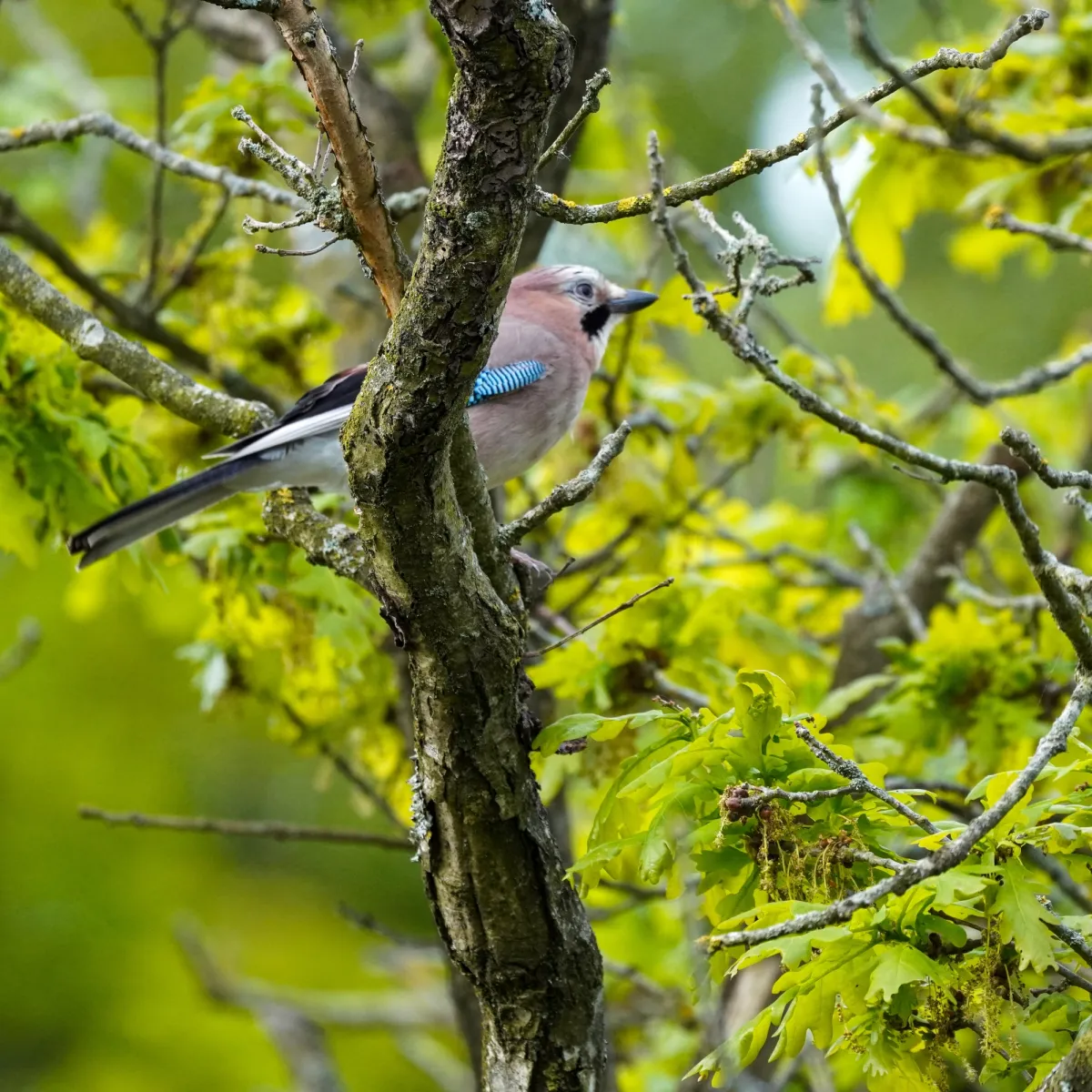 Spotted Eurasian Jay