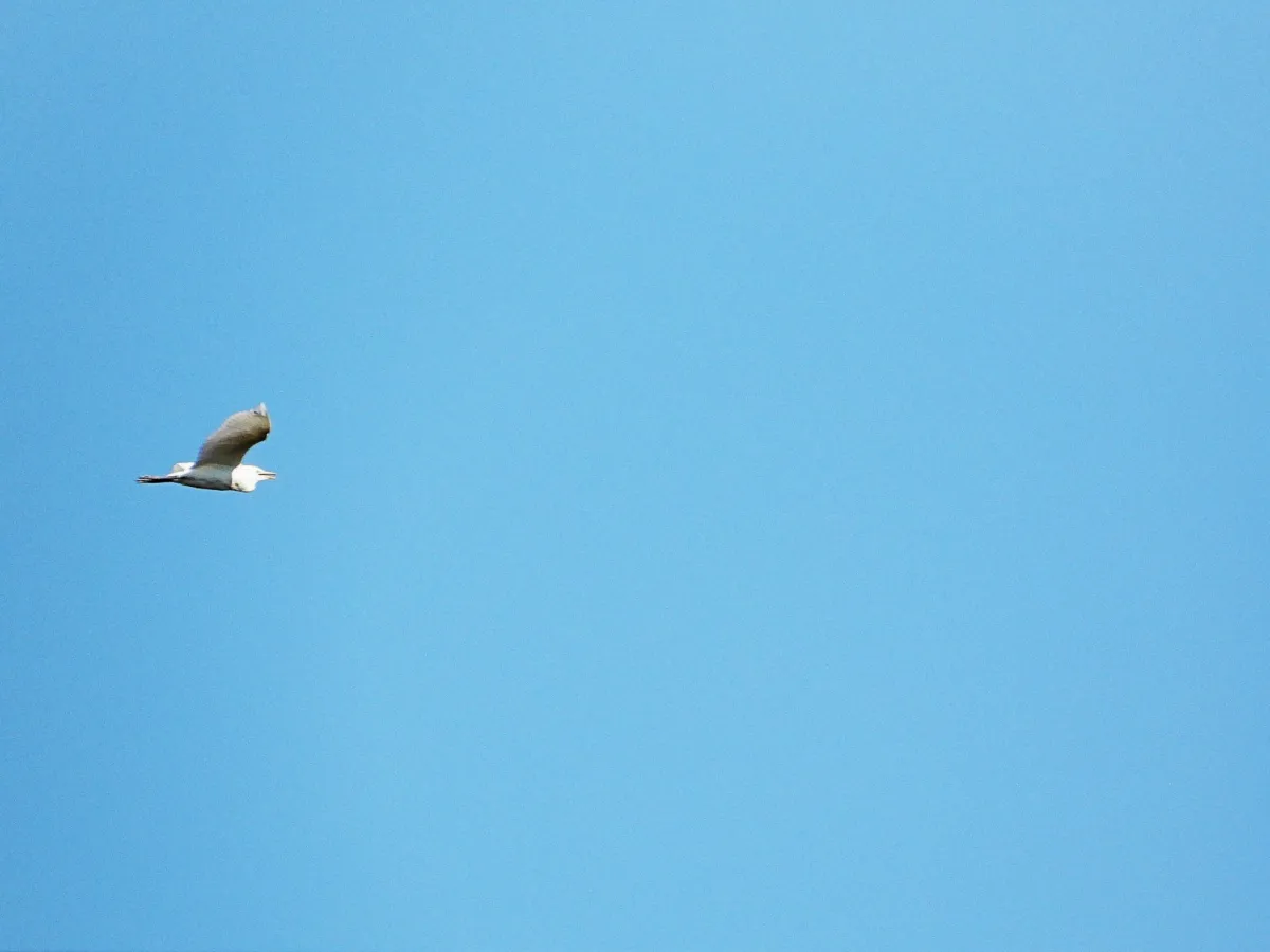 Spotted Western Cattle-Egret