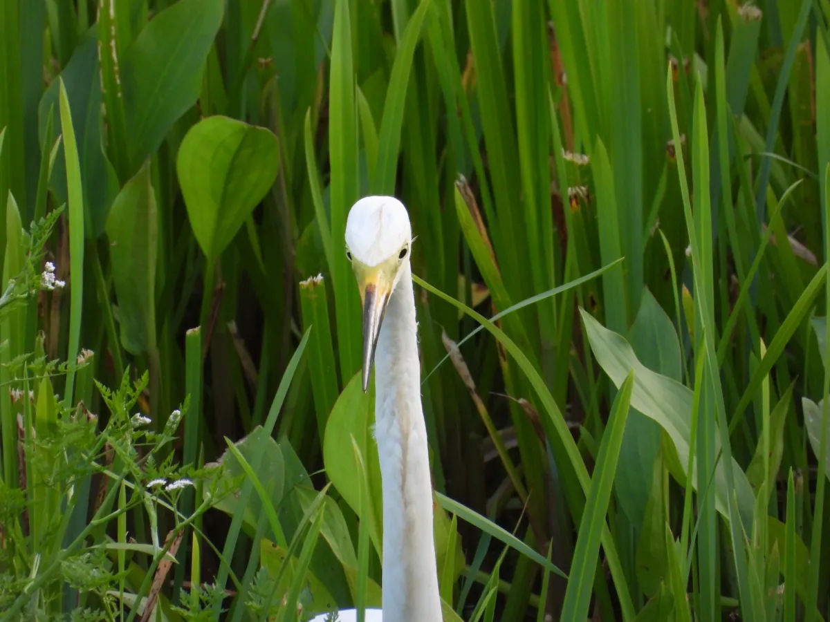 Spotted Great Egret