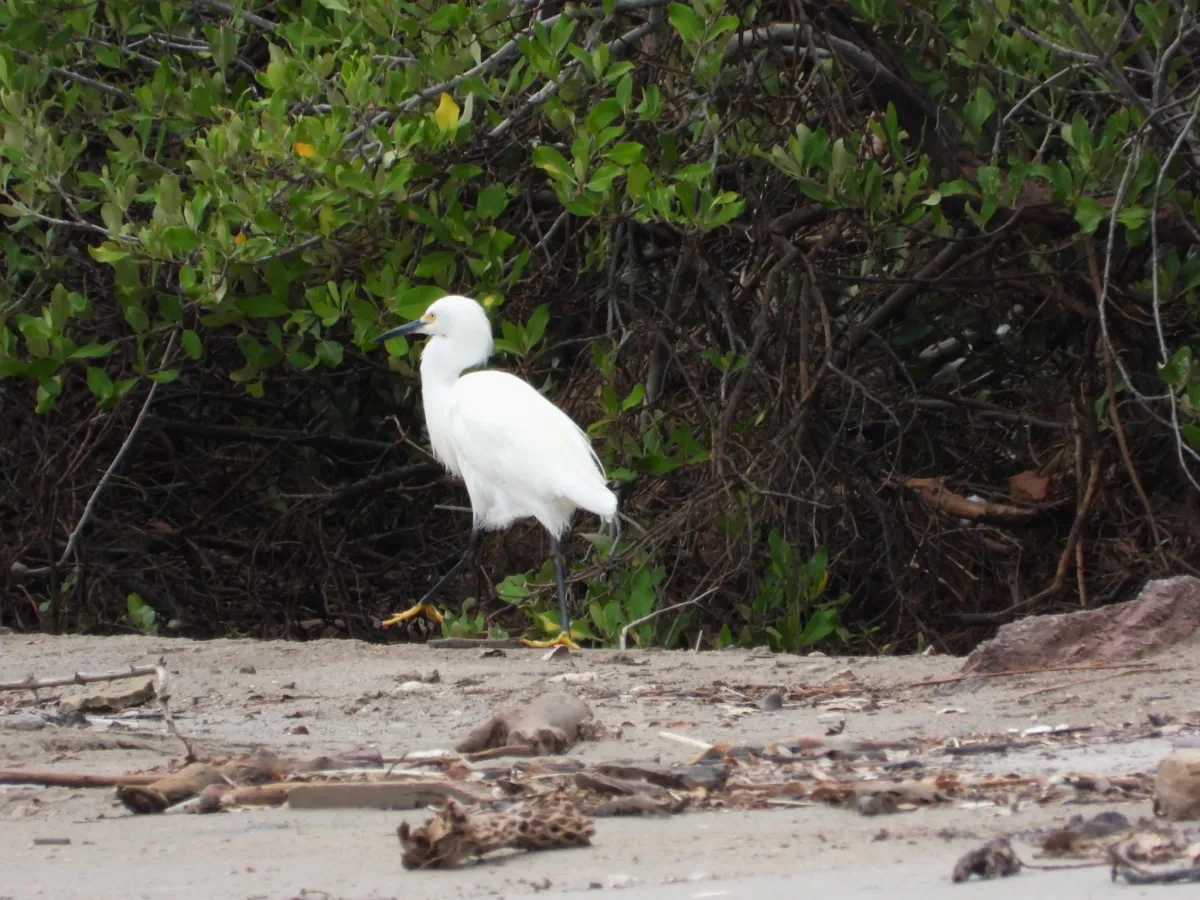 Waargenomen Amerikaanse kleine zilverreiger