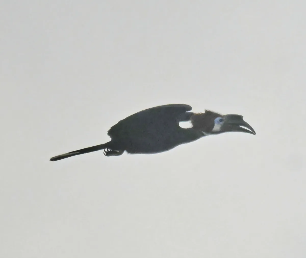 Spotted Black-casqued Hornbill