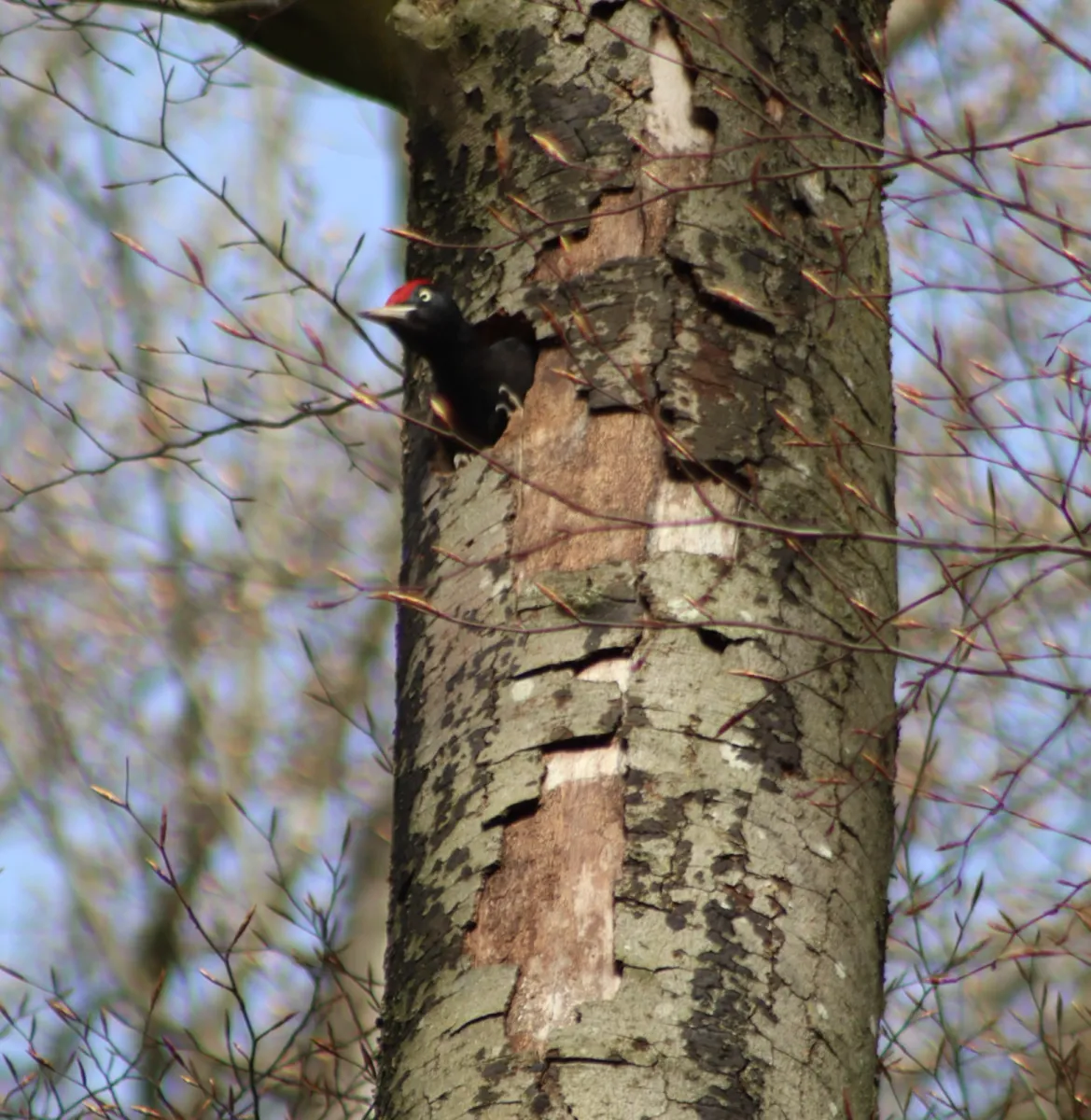Gespotte Zwarte specht