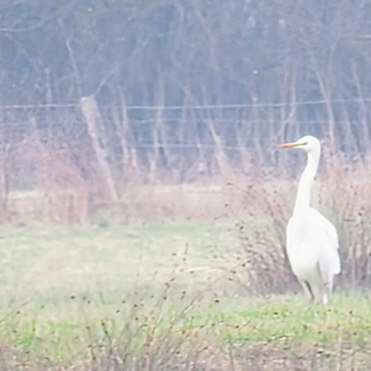 Gespotte Grote zilverreiger