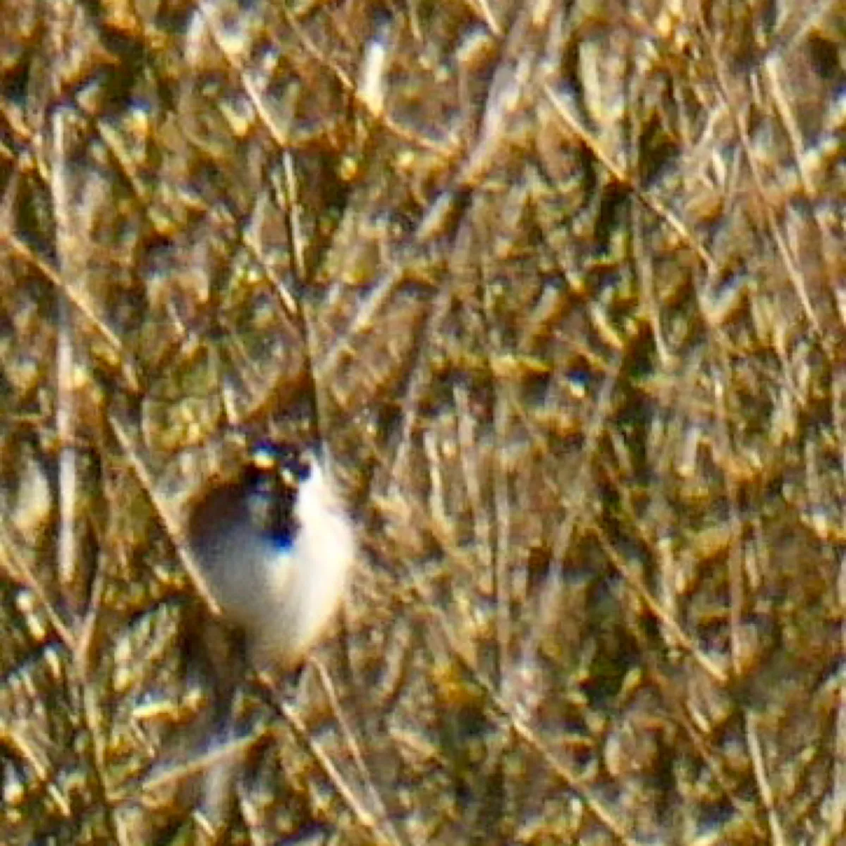 Spotted Reed Bunting