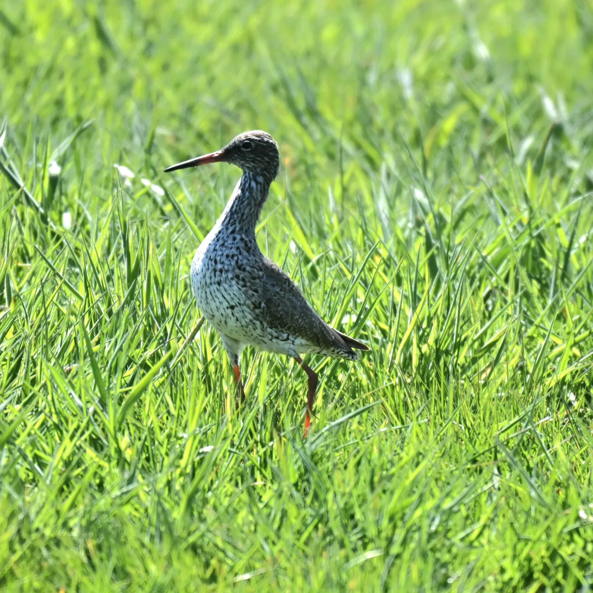 Spotted Common Redshank