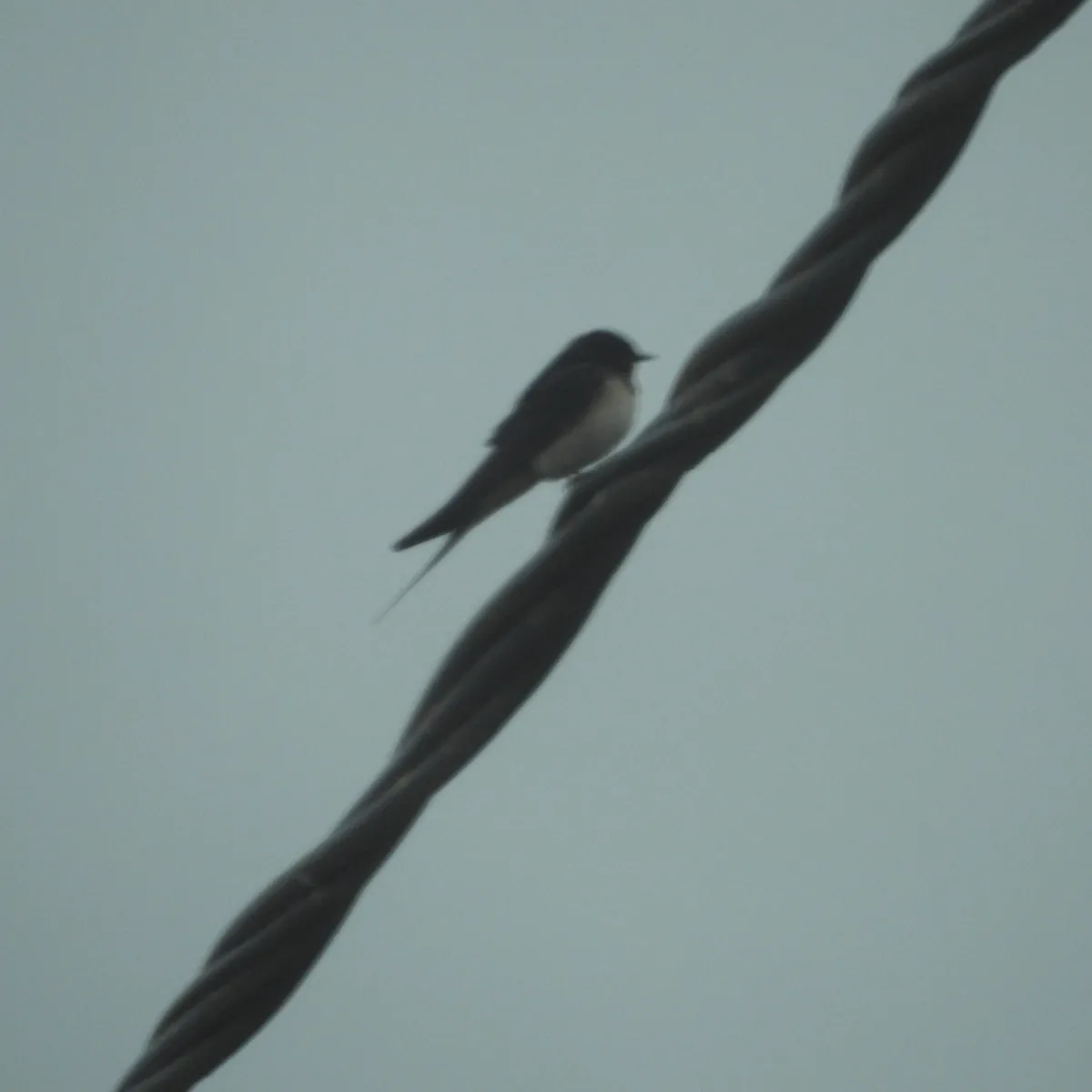 Spotted Barn Swallow