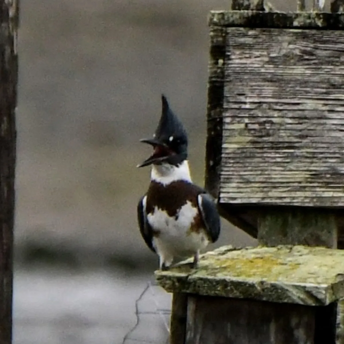 Gespotte Bandijsvogel