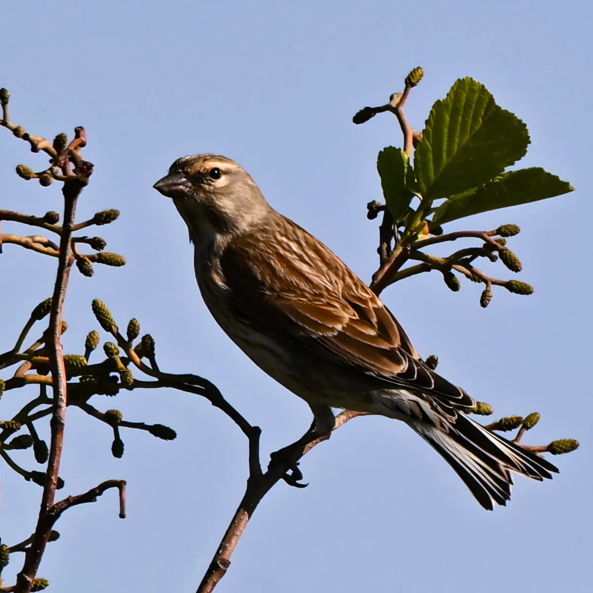 Spotted Eurasian Linnet