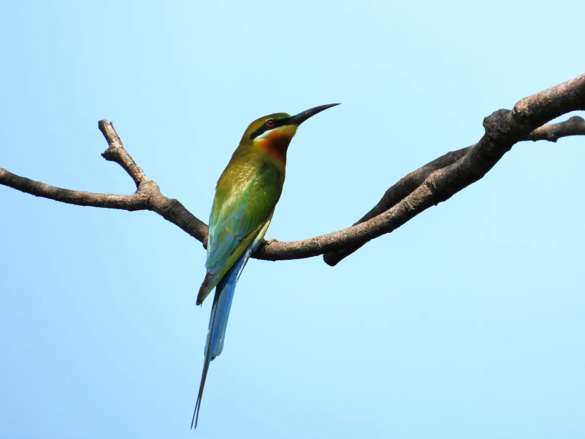 Gespotte Blauwstaartbijeneter