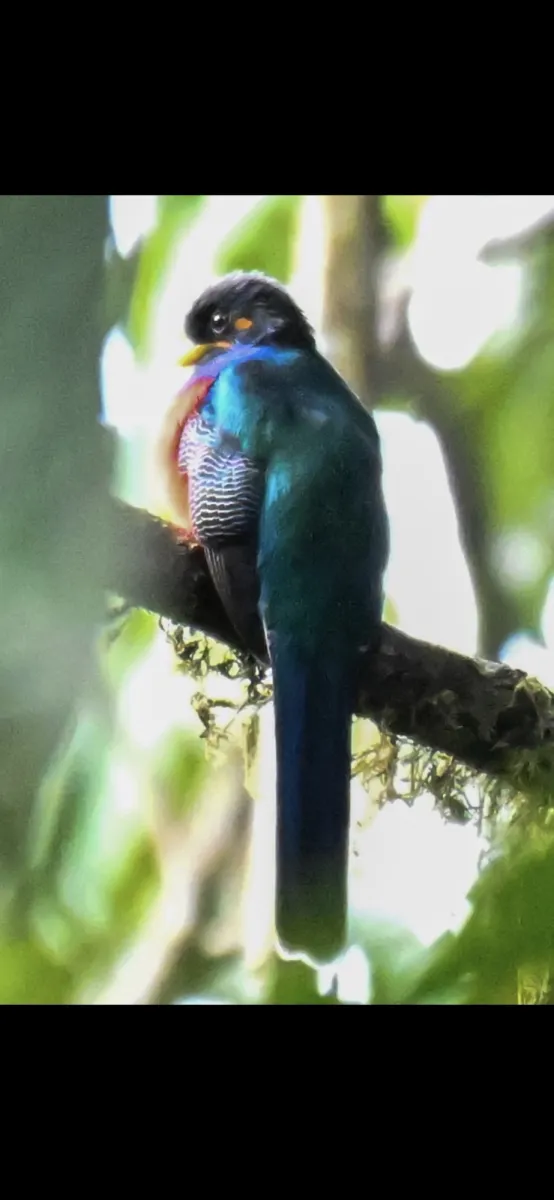 Spotted Bar-tailed Trogon