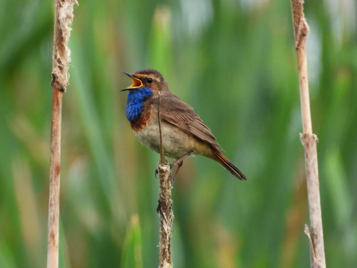 Waargenomen Blauwborst