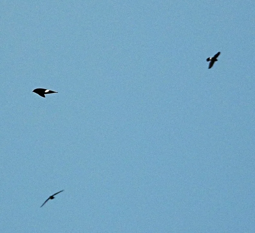 Gespotte Siberische gierzwaluw