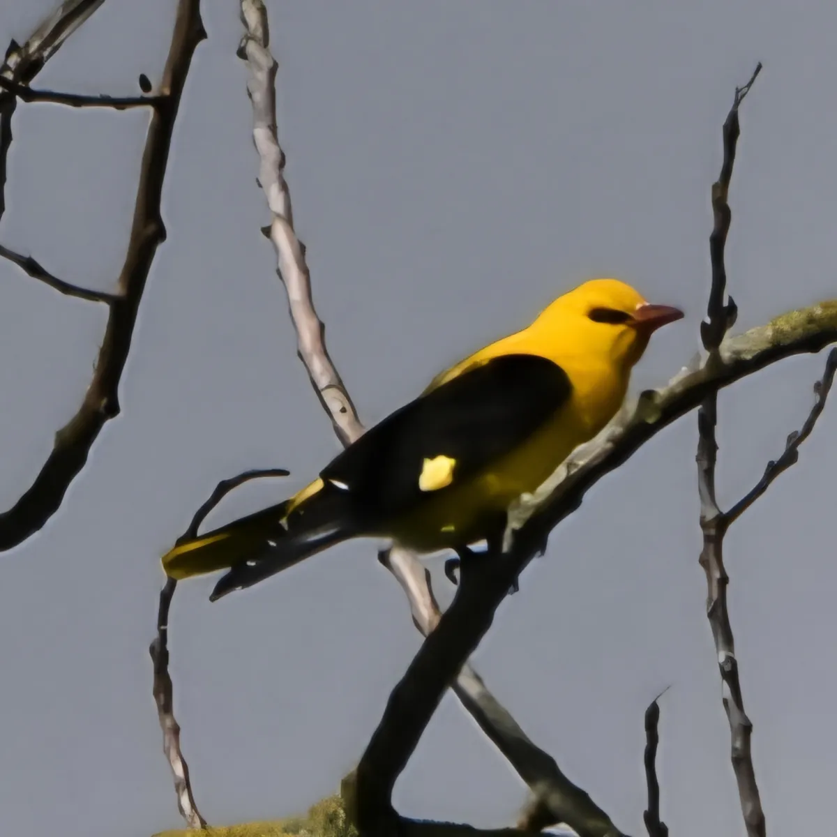 Spotted Eurasian Golden Oriole