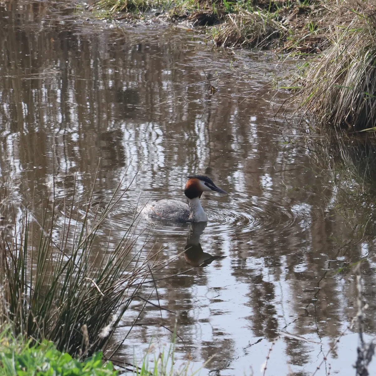 Spotted Great Crested Grebe