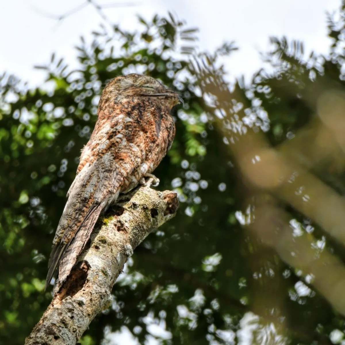 Gespotte Vale reuzennachtzwaluw