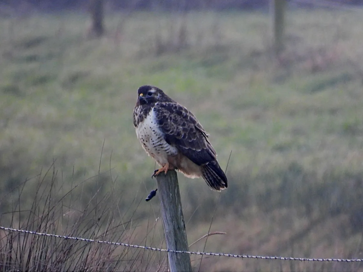 Gespotte Buizerd