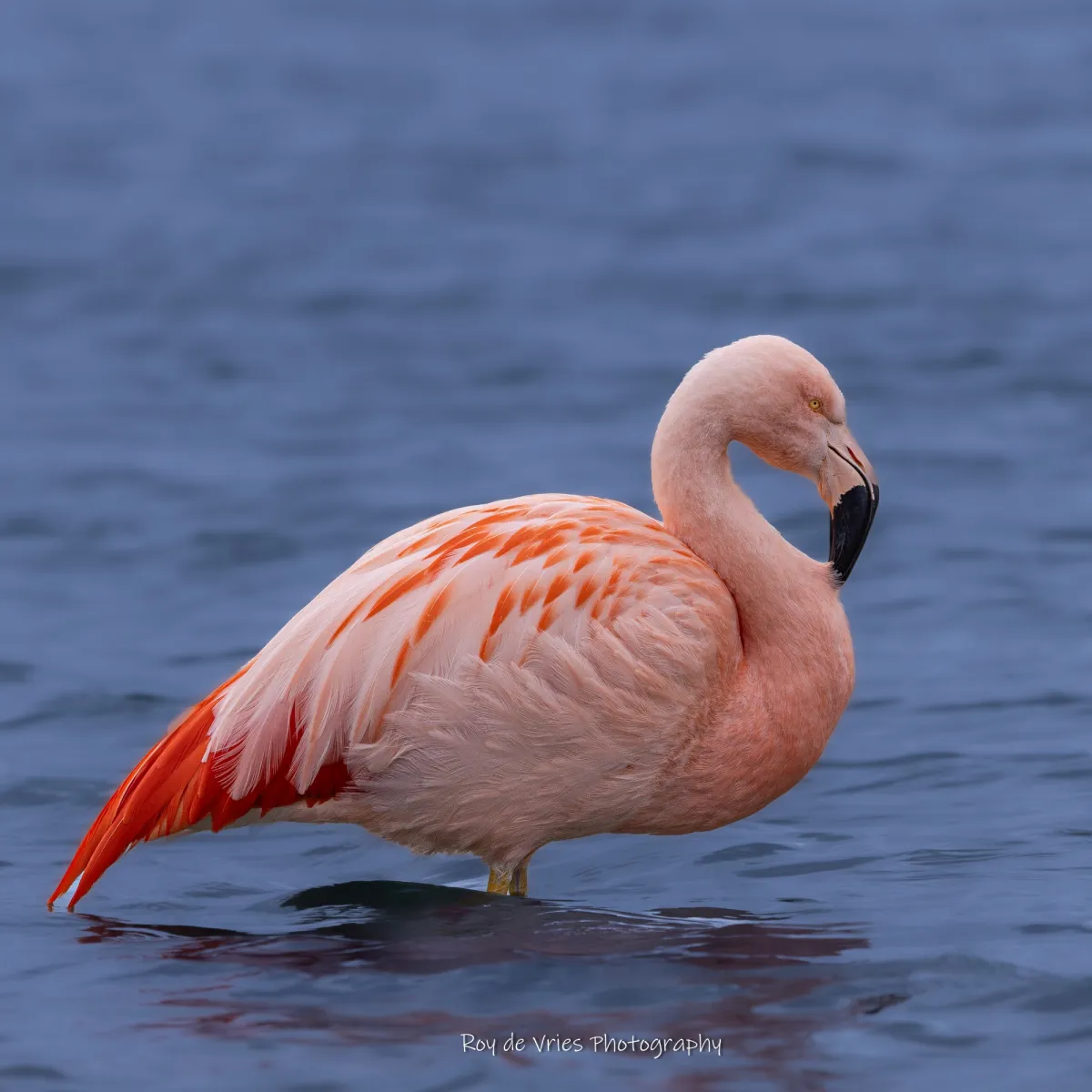 Gespotte Chileense flamingo