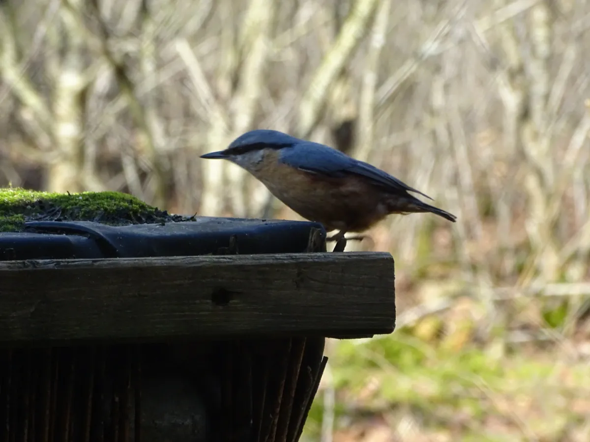 Spotted Eurasian Nuthatch