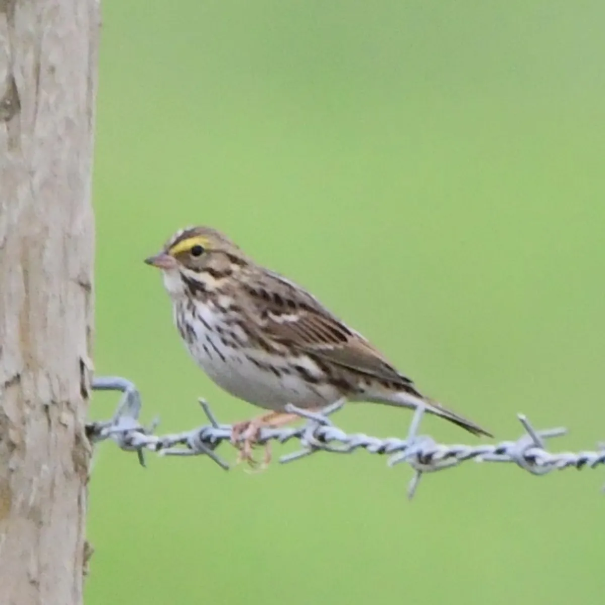 Spotted Savannah Sparrow