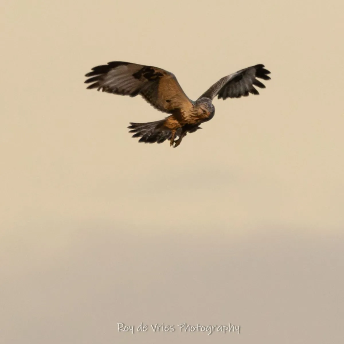 Gespotte Ruigpootbuizerd