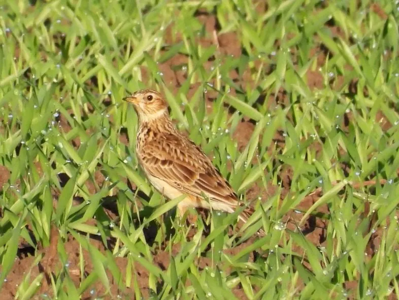 Gespotte Veldleeuwerik