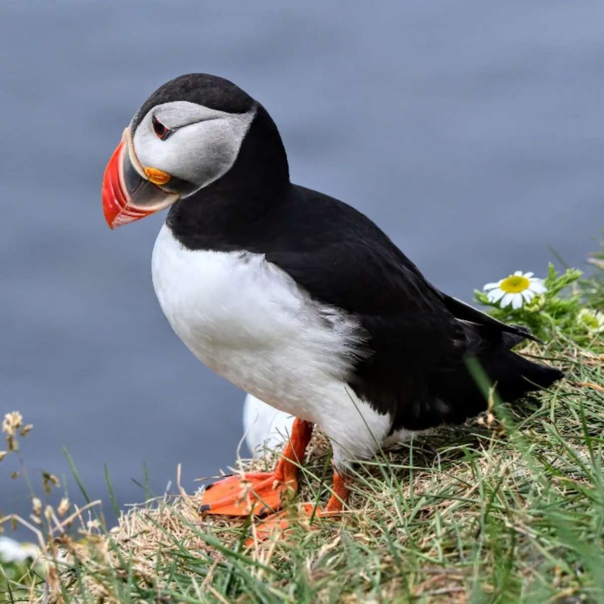 Gespotte Papegaaiduiker