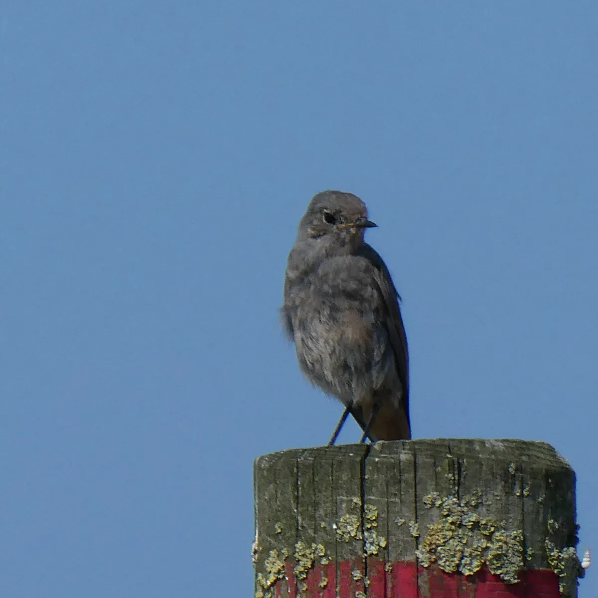 Spotted Black Redstart