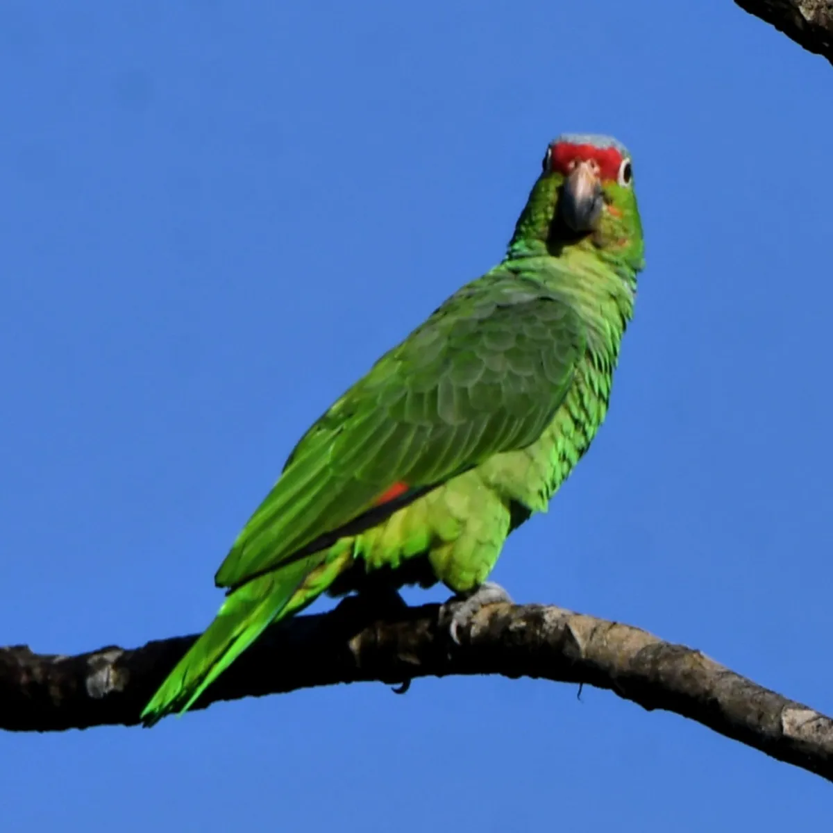 Spotted Red-lored Amazon