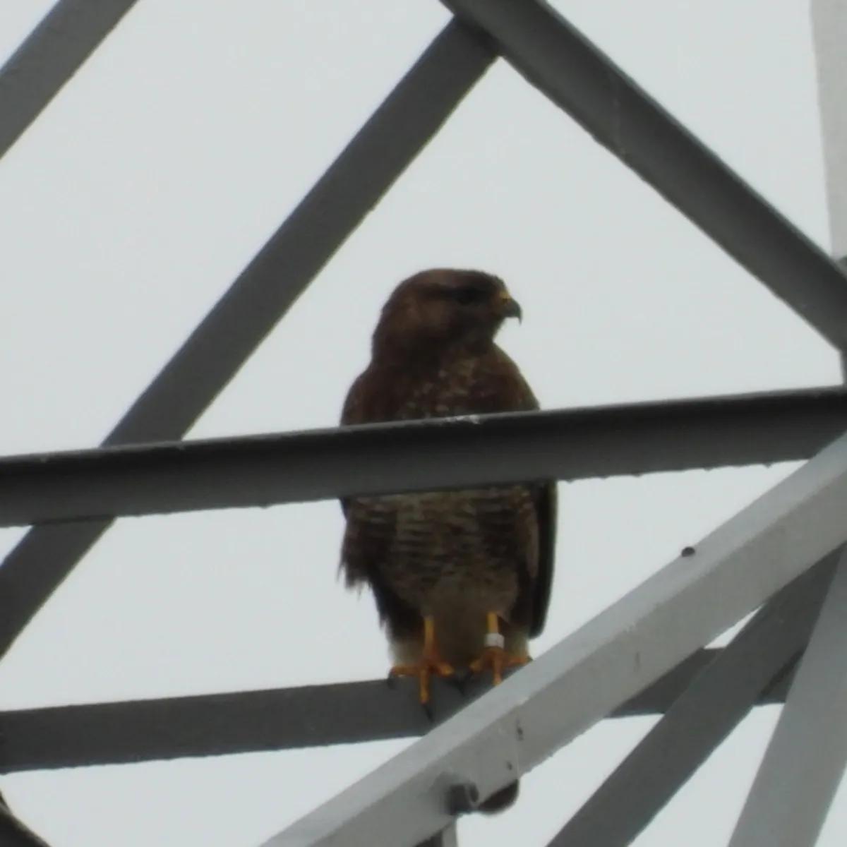 Spotted Common Buzzard