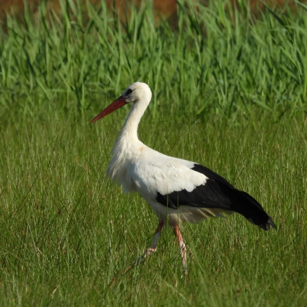 Waargenomen Ooievaar