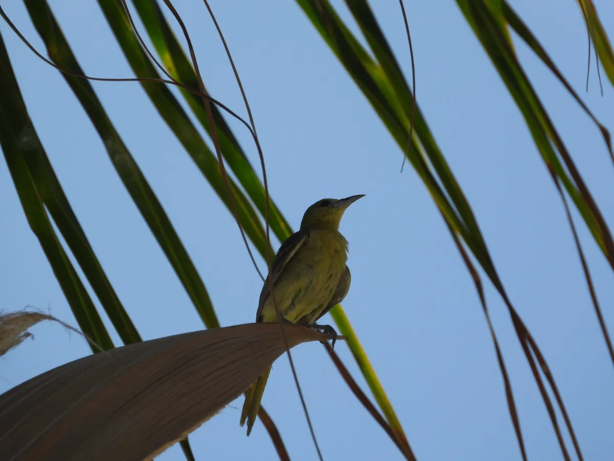Spotted Hooded Oriole