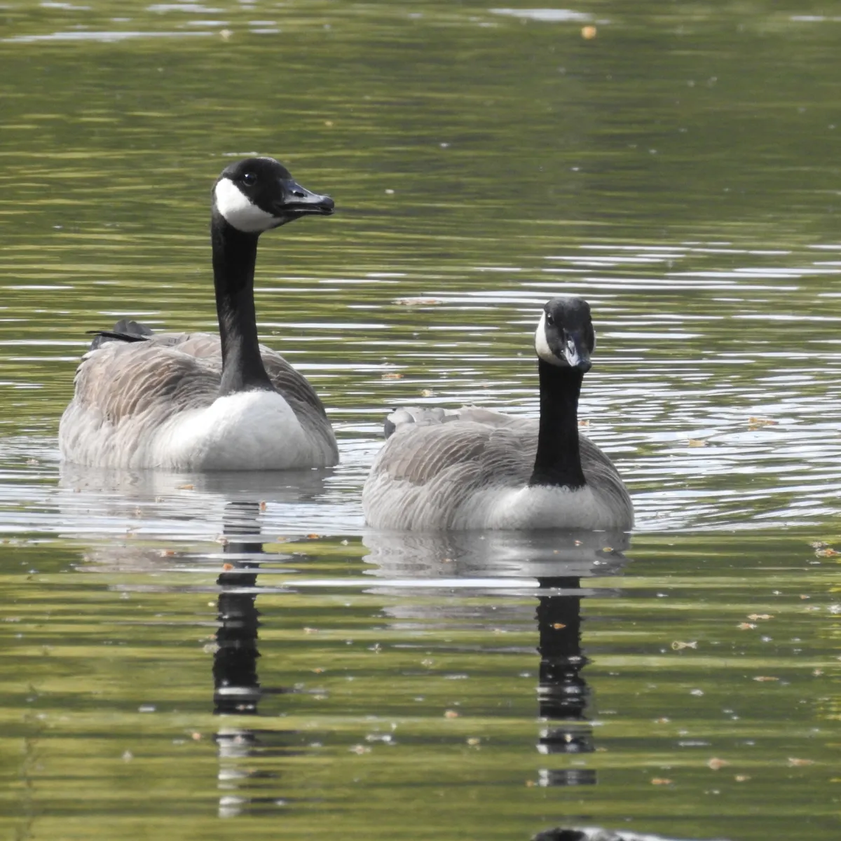 Gespotte Grote Canadese gans
