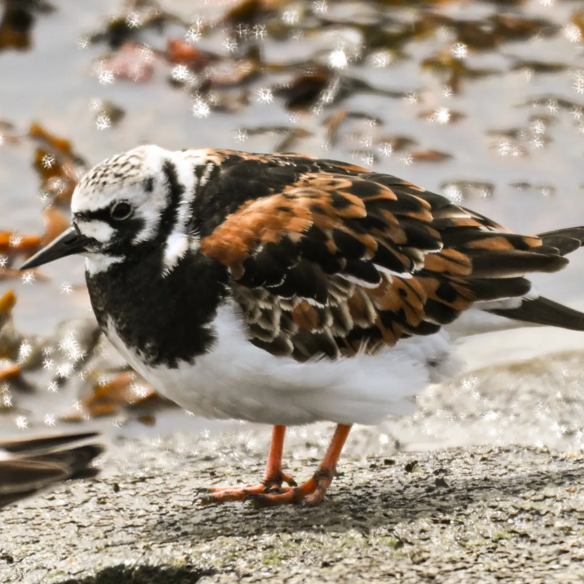 Spotted Ruddy Turnstone