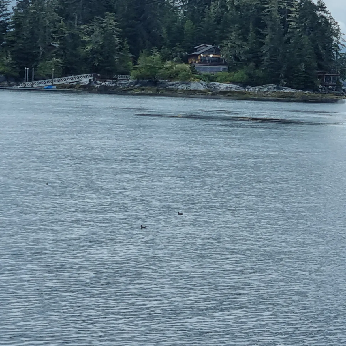 Spotted Marbled Murrelet