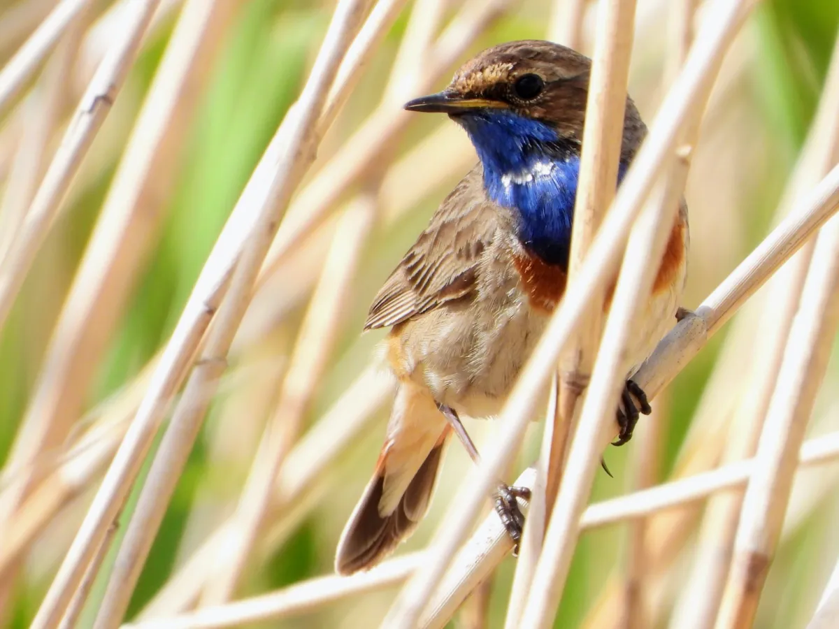 Waargenomen Blauwborst