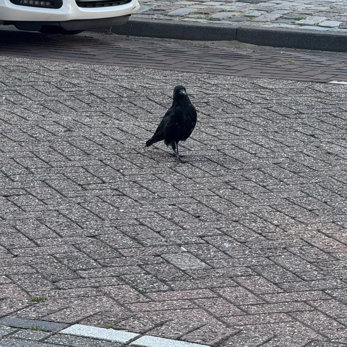 Waargenomen Zwarte kraai