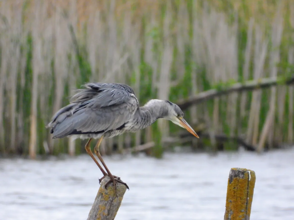 Spotted Gray Heron